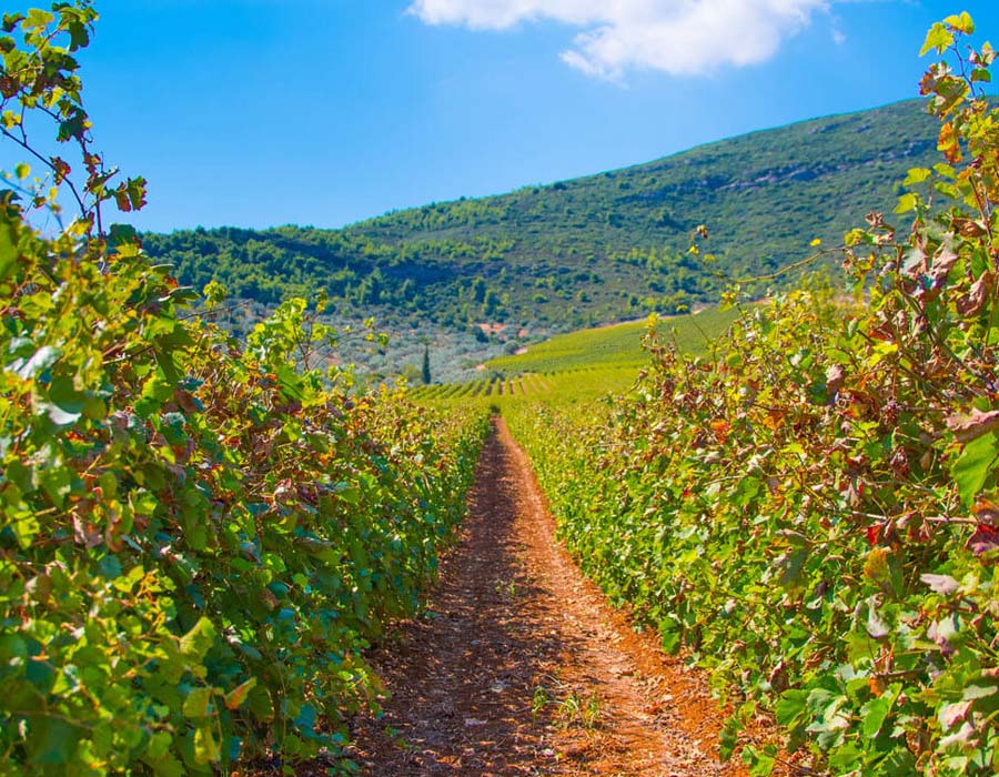 Wine Tasting Nemea Excursions